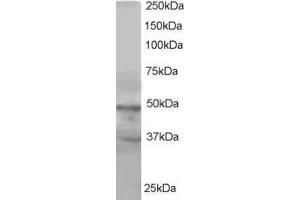 Western Blotting (WB) image for anti-Actin-Like 6A (BAF53A) (C-Term) antibody (ABIN2465456)