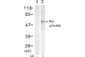 Western blot analysis of extracts from HT29 cells untreated(lane 1) or treated with UV(lane 2) using Myc(Phospho-Thr358) Antibody. (c-MYC anticorps  (pThr358))