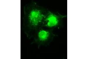 Anti-SILV mouse monoclonal antibody (ABIN2452277) immunofluorescent staining of COS7 cells transiently transfected by pCMV6-ENTRY SILV (RC200663). (Melanoma gp100 anticorps)