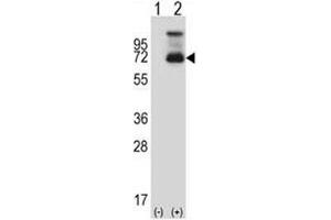 Western blot analysis of HSF1 antibody and 293 cell lysate (2 ug/lane) either nontransfected (Lane 1) or transiently transfected (2) with the HSF1 gene.