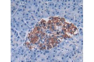 Used in DAB staining on fromalin fixed paraffin- embedded pancreas tissue (PLA2G12A anticorps  (AA 23-189))