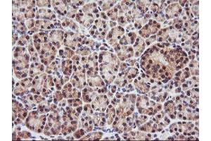 Image no. 7 for anti-Proteasome Subunit alpha 4 (PSMA4) antibody (ABIN1500459)