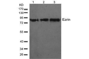 Image no. 1 for anti-Ezrin (EZR) (Thr566) antibody (ABIN197426) (Ezrin anticorps  (Thr566))