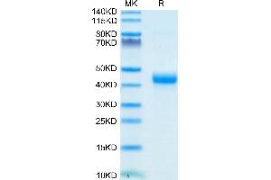 Biotinylated Cynomolgus CD3E 1-27 peptide on Tris-Bis PAGE under reduced condition.
