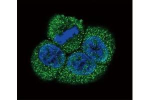 Confocal immunofluorescent analysis of VEGFR2 antibody with HeLa cells followed by Alexa Fluor 488-conjugated goat anti-rabbit lgG (green).