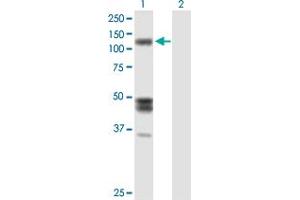 Western Blot analysis of IARS expression in transfected 293T cell line by IARS MaxPab polyclonal antibody. (IARS anticorps  (AA 1-1055))