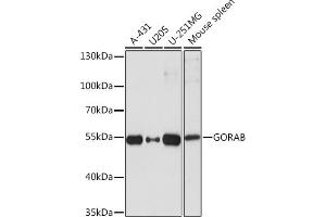 Western blot analysis of extracts of various cell lines, using GORAB Rabbit pAb (ABIN7267499) at 1:1000 dilution. (GORAB anticorps  (AA 1-100))