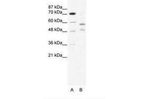 Image no. 1 for anti-Tripartite Motif Containing 23 (TRIM23) (C-Term) antibody (ABIN203204) (TRIM23 anticorps  (C-Term))