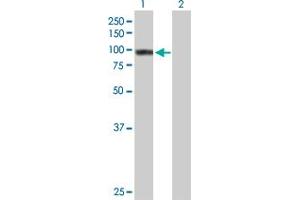 Western Blot analysis of TNIP1 expression in transfected 293T cell line by TNIP1 MaxPab polyclonal antibody. (TNIP1 anticorps  (AA 1-636))