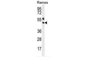 PAX5 Antibody (Center) western blot analysis in Ramos cell line lysates (35µg/lane). (PAX5 anticorps  (Middle Region))