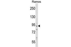 Western blot analysis of Neurabin-2 Antibody (N-term) in Ramos cell line lysates (35ug/lane). (PPP1R9B anticorps  (N-Term))