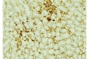 ABIN6277421 at 1/100 staining Mouse kidney tissue by IHC-P.