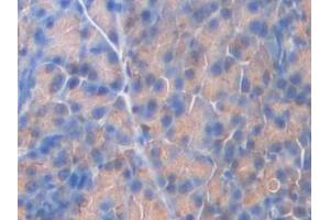 Detection of F5 in Mouse Pancreas Tissue using Polyclonal Antibody to Coagulation Factor V (F5)