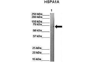 WB Suggested Anti-Hspa1a Antibody  Positive Control: Lane 1:841 µg pig serum Primary Antibody Dilution: 1:0000Secondary Antibody: Anti-rabbit-HRP Secondry  Antibody Dilution: 1:0000Submitted by: Martina Ondrovics, University of Veterinary Medicine Vienna (HSP70 1A anticorps  (N-Term))