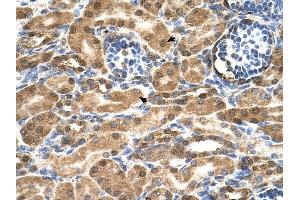 SDF2 antibody was used for immunohistochemistry at a concentration of 4-8 ug/ml to stain Epithelial cells of renal tubule (arrows) in Human Kidney. (SDF2 anticorps  (N-Term))
