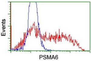 Image no. 6 for anti-Proteasome Subunit alpha 6 (PSMA6) antibody (ABIN1500465)