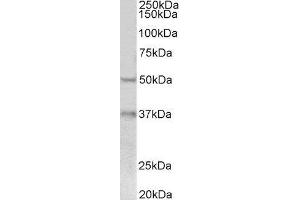 ABIN2562638 (0. (FOXA1 anticorps  (C-Term))