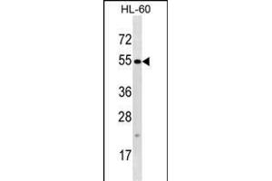 TTC34 Antibody (C-term) (ABIN1537441 and ABIN2848517) western blot analysis in HL-60 cell line lysates (35 μg/lane). (TTC34 anticorps  (C-Term))