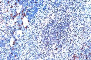 Immunohistochemistry of paraffin-embedded mouse spleen using JunD Rabbit mAb (ABIN7268051) at dilution of 1:100 (40x lens). (JunD anticorps)