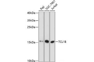 Western blot analysis of extracts of various cell lines using TCL1B Polyclonal Antibody at dilution of 1:3000. (TCL1B anticorps)