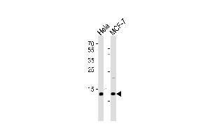 Western blot analysis of lysates from Hela, MCF-7 cell line (from left to right), using RBX1 Antibody (C-term) (ABIN1944784 and ABIN2838525).
