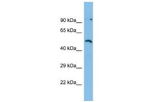 Host:  Rabbit  Target Name:  ZNF480  Sample Type:  RPMI-8226 Whole Cell lysates  Antibody Dilution:  1. (ZNF480 anticorps  (N-Term))