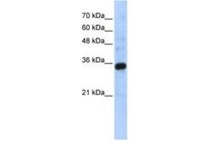 Image no. 1 for anti-Complement C1q Tumor Necrosis Factor-Related Protein 4 (C1QTNF4) (C-Term) antibody (ABIN6743641) (C1QTNF4 anticorps  (C-Term))