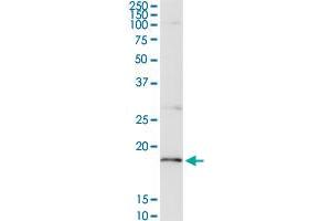 CD247 MaxPab rabbit polyclonal antibody. (CD247 anticorps  (AA 1-164))