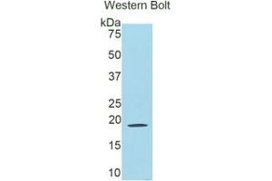 WB of Protein Standard: different control antibodies against Highly purified E. (Lactoferrin Kit CLIA)