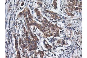 Image no. 2 for anti-Heme Oxygenase (Decycling) 2 (HMOX2) antibody (ABIN1498691) (HMOX2 anticorps)