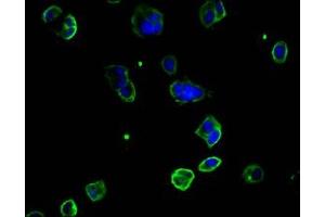 Immunofluorescence staining of MCF-7 cells with ABIN7147325 at 1:100, counter-stained with DAPI. (MCAM anticorps  (AA 50-646))