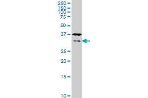 HEYL monoclonal antibody (M02), clone 4A11 Western Blot analysis of HEYL expression in Hela S3 NE .