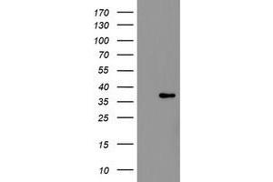 Image no. 5 for anti-Replication Factor C (Activator 1) 2, 40kDa (RFC2) (AA 1-234) antibody (ABIN1490618) (RFC2 anticorps  (AA 1-234))