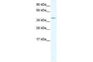 GIOT-1 antibody (20R-1114) used at 0. (ZNF461 anticorps  (N-Term))