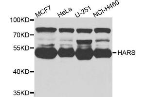 Western blot analysis of extracts of various cells, using HARS antibody. (HARS1/Jo-1 anticorps)