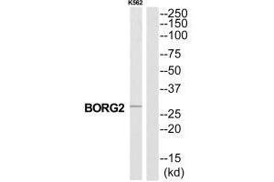 Western blot analysis of extracts from K562 cells, using CDC42EP3 antibody. (CDC42EP3 anticorps  (N-Term))