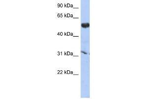 CYP4X1 antibody used at 1 ug/ml to detect target protein. (CYP4X1 anticorps  (Middle Region))