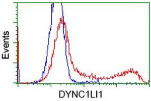 HEK293T cells transfected with either RC222010 overexpress plasmid (Red) or empty vector control plasmid (Blue) were immunostained by anti-DYNC1LI1 antibody (ABIN2452965), and then analyzed by flow cytometry. (DYNC1LI1 anticorps)