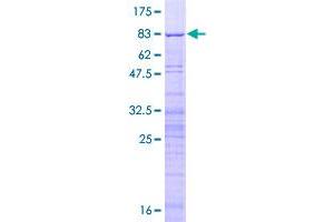 Image no. 1 for Surfeit 6 (SURF6) (AA 1-361) protein (GST tag) (ABIN1321927)