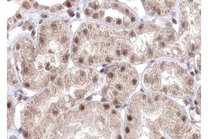ABIN6267597 at 1/100 staining human liver tissue sections by IHC-P.