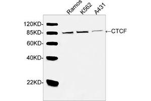 Western blot analysis of cell lysates using CTCF Antibody (ABIN399046, 2 µg/mL) The signal was developed with IRDyeTM 800 Conjugated Goat Anti-Rabbit IgG.