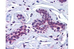 Anti-SCRN3 antibody IHC of human breast.
