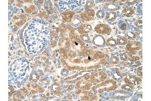 SPTLC1 antibody was used for immunohistochemistry at a concentration of 4-8 ug/ml to stain Epithelial cells of renal tubule (arrows) in Human Kidney. (SPTLC1 anticorps  (Middle Region))