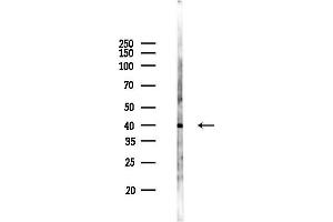 Western blot analysis of lysates from Mouse brain, using PDSS2 Antibody at 1/1000 dilution.