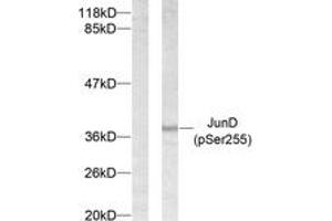 Western blot analysis of extracts from 293 cells treated with Forskolin, using JunD (Phospho-Ser255) Antibody. (JunD anticorps  (pSer255))