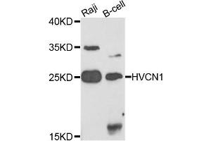Western blot analysis of extracts of various cells, using HVCN1 antibody. (HVCN1 anticorps)