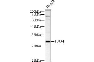 Western blot analysis of extracts of HepG2 cells, using SURF4 antibody (ABIN7270650) at 1:1000 dilution. (Surfeit 4 anticorps  (AA 50-150))