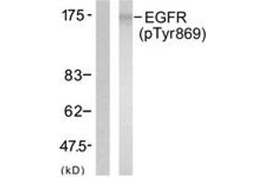 Western blot analysis of extracts from A431 cells treated with EGF 40 muM 10', using EGFR (Phospho-Tyr869) Antibody. (EGFR anticorps  (pTyr869))