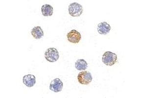 Immunohistochemistry (IHC) image for anti-TAR DNA Binding Protein (TARDBP) (Middle Region) antibody (ABIN1031116) (TARDBP anticorps  (Middle Region))