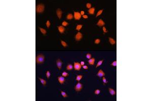 Immunofluorescence analysis of L929 cells using PG Rabbit pAb (ABIN1681335, ABIN3018417, ABIN3018418 and ABIN6220464) at dilution of 1:100 (40x lens). (PGAM1 anticorps  (AA 1-254))